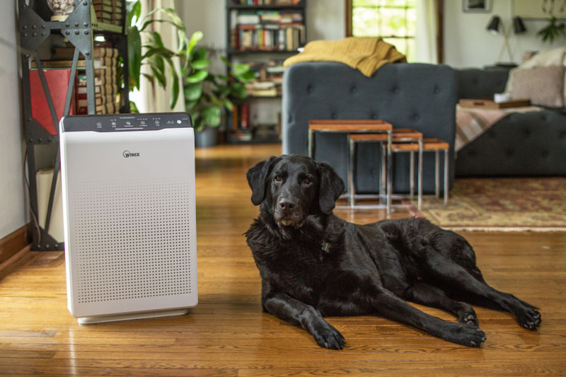 Oczyszczacz powietrza Winix Zero i pies