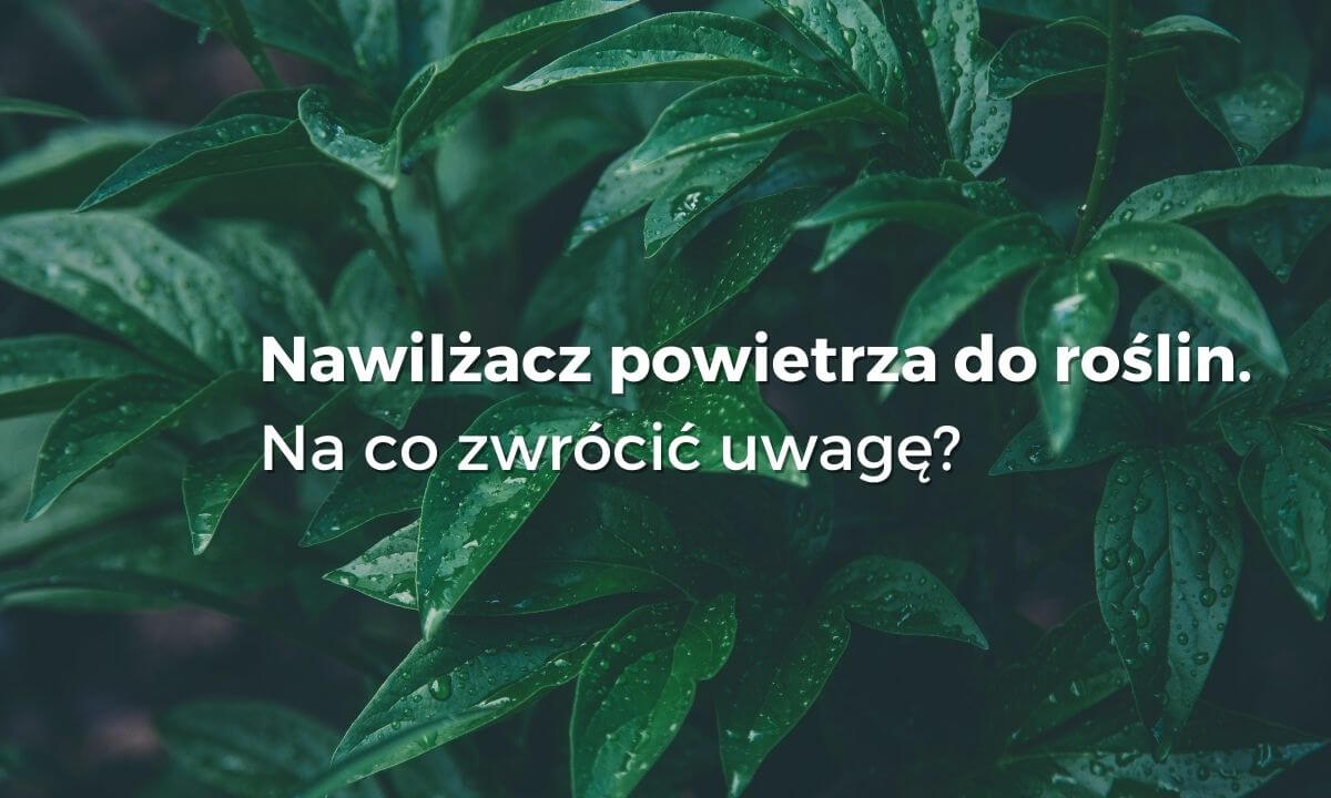 Jaki nawilżacz dla roślin wybrać wybierzoczyszczacz.pl