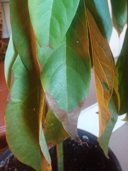 Wysuszone liście rośliny doniczkowej Suche końcówki liści doniczkowych