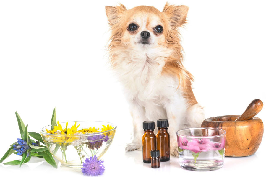 Piesek i olejki zapachowe