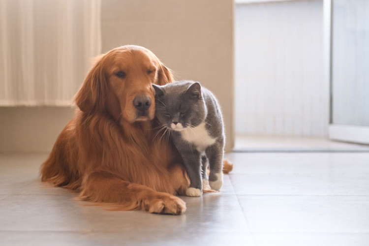 Pies i kot w domu